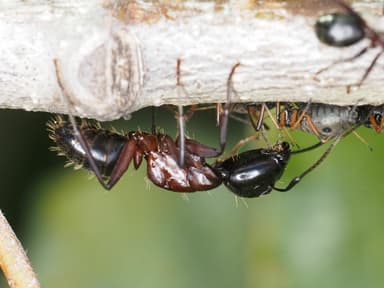 Camponotus ligniperda photo 129