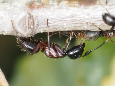 Camponotus ligniperda photo 130