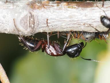 Camponotus ligniperda photo 131