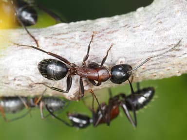 Camponotus ligniperda photo 132