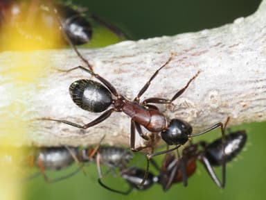 Camponotus ligniperda photo 133