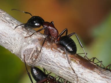 Camponotus ligniperda photo 134