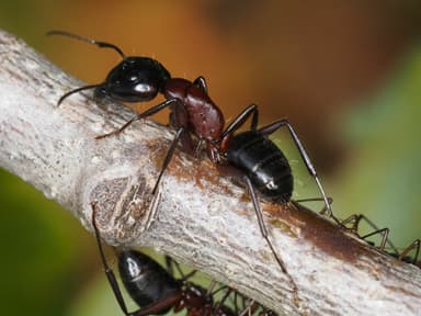 Camponotus ligniperda photo 135