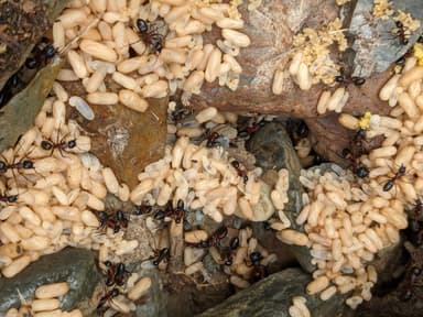 Camponotus ligniperda photo 136