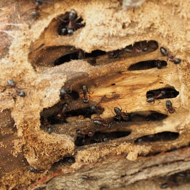 Camponotus ligniperda photo 137