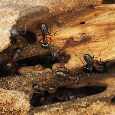 Camponotus ligniperda photo 138