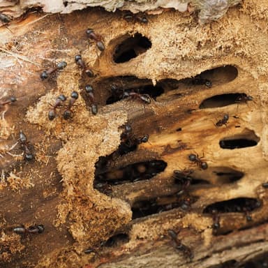 Camponotus ligniperda photo 139