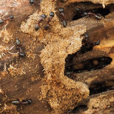 Camponotus ligniperda photo 140