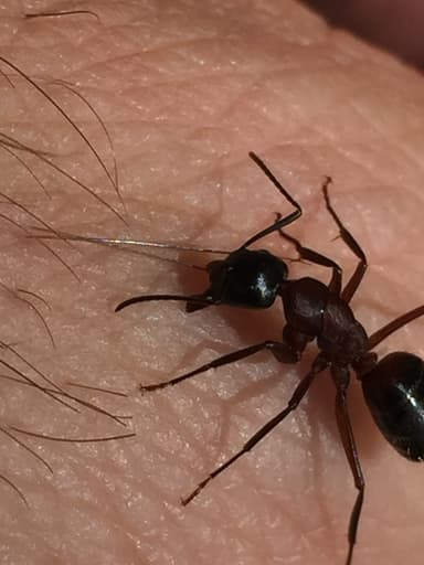 Camponotus ligniperda photo 141