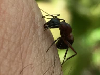 Camponotus ligniperda photo 142