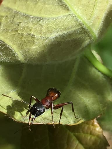 Camponotus ligniperda photo 143