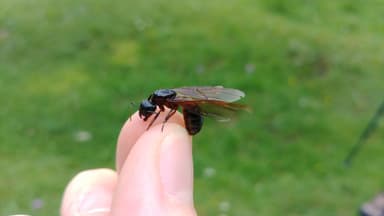 Camponotus ligniperda photo 144