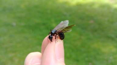 Camponotus ligniperda photo 145