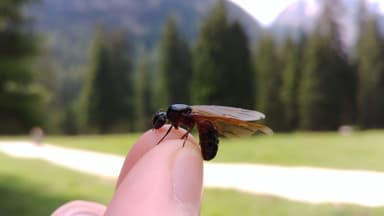 Camponotus ligniperda photo 146