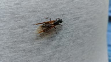 Camponotus ligniperda photo 147