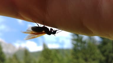 Camponotus ligniperda photo 148