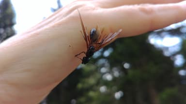 Camponotus ligniperda photo 149