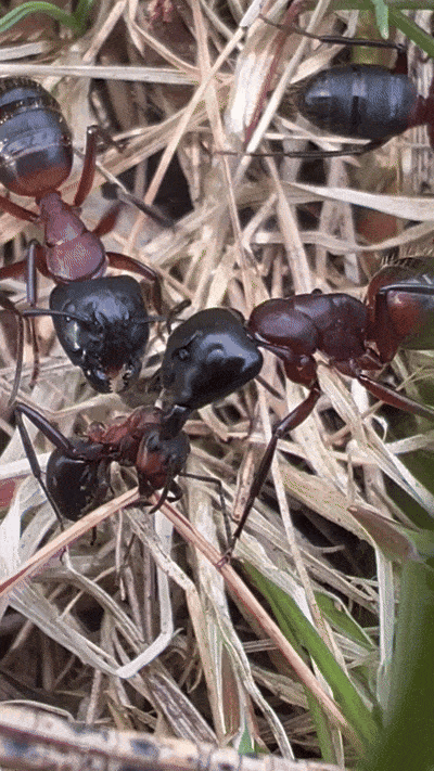 Camponotus ligniperda photo 150