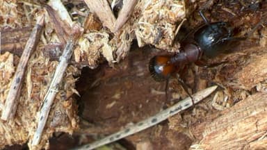 Camponotus ligniperda photo 151