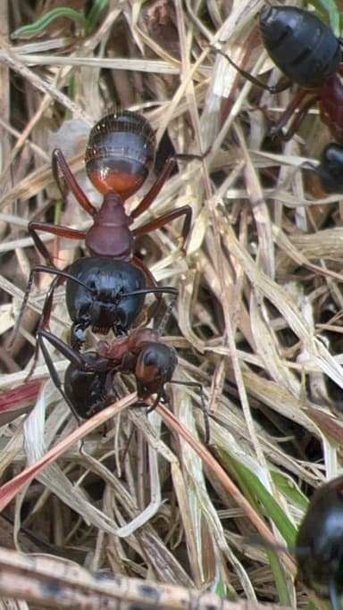 Camponotus ligniperda photo 152