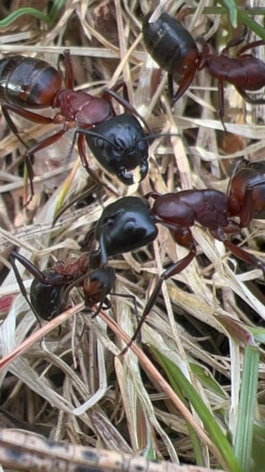 Camponotus ligniperda photo 153