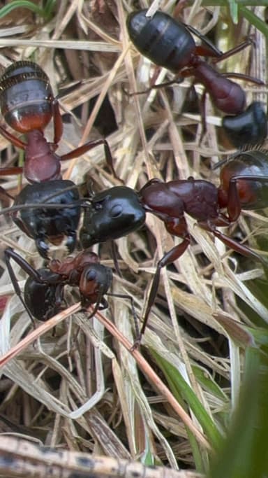 Camponotus ligniperda photo 154