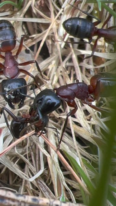 Camponotus ligniperda photo 155