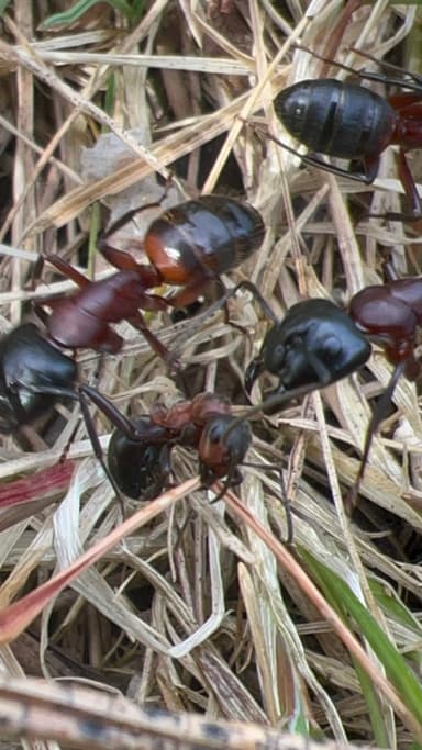 Camponotus ligniperda photo 156