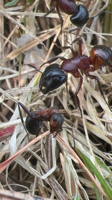 Camponotus ligniperda photo 157