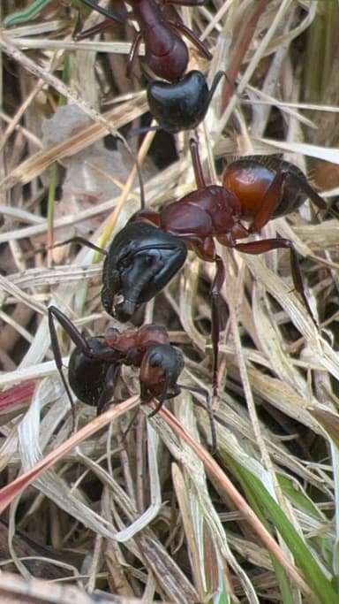 Camponotus ligniperda photo 158
