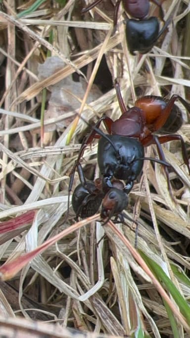 Camponotus ligniperda photo 159