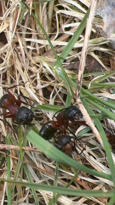Camponotus ligniperda photo 160