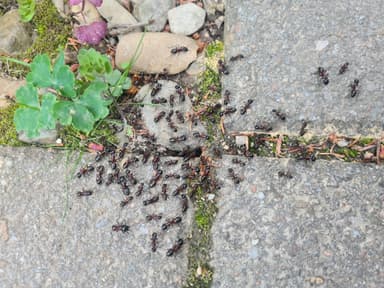 Camponotus ligniperda photo 161
