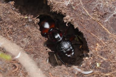 Camponotus ligniperda photo 162
