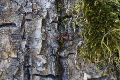 Camponotus ligniperda photo 165