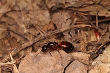 Camponotus ligniperda photo 166