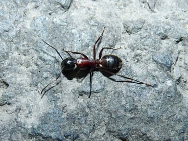 Camponotus ligniperda photo 167
