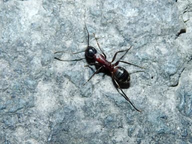 Camponotus ligniperda photo 168