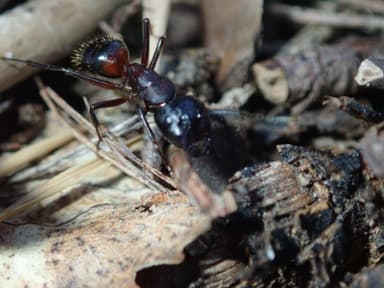 Camponotus ligniperda photo 169