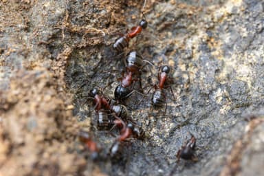 Camponotus ligniperda photo 170