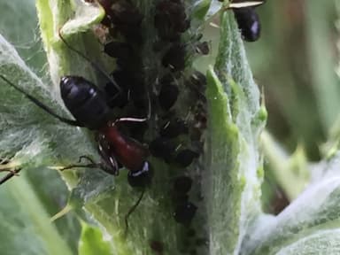 Camponotus ligniperda photo 171