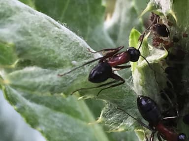 Camponotus ligniperda photo 172