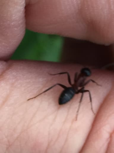 Camponotus ligniperda photo 173