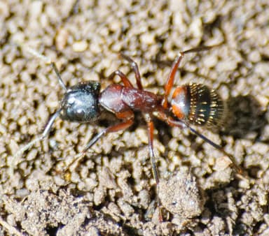Camponotus ligniperda photo 174