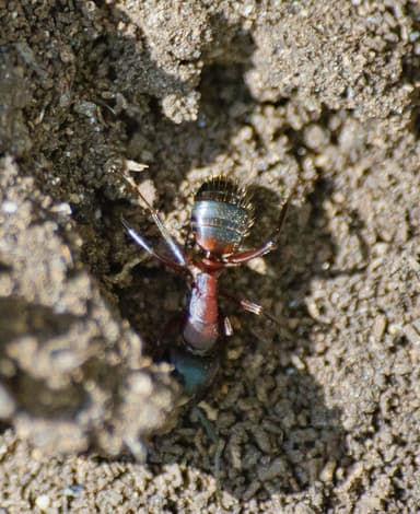 Camponotus ligniperda photo 175
