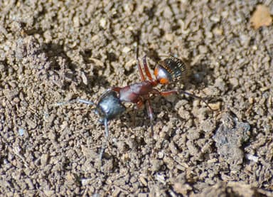 Camponotus ligniperda photo 176