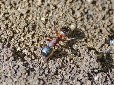 Camponotus ligniperda photo 177