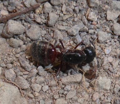 Camponotus ligniperda photo 178