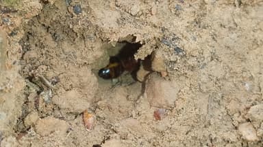 Camponotus ligniperda — queen photo 179