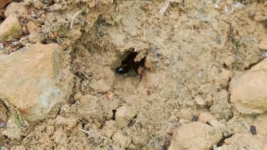 Camponotus ligniperda — queen photo 180